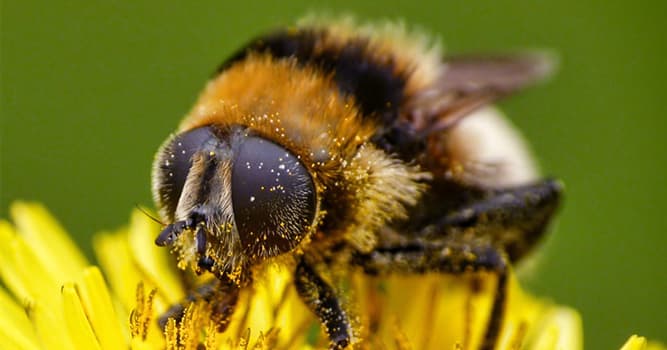 Nature Trivia Question: How many eyes do bees have?