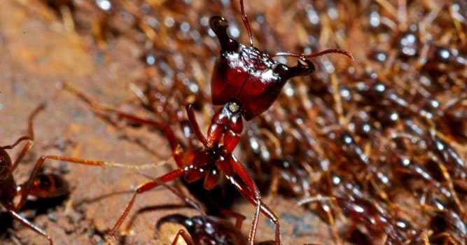 natura Pytanie-Ciekawostka: Ile królowych ma armia mrówek?