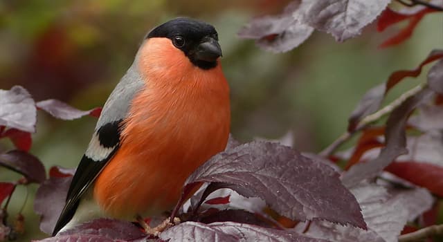 Natuur Trivia Vraag: Welke vogel staat op de foto?