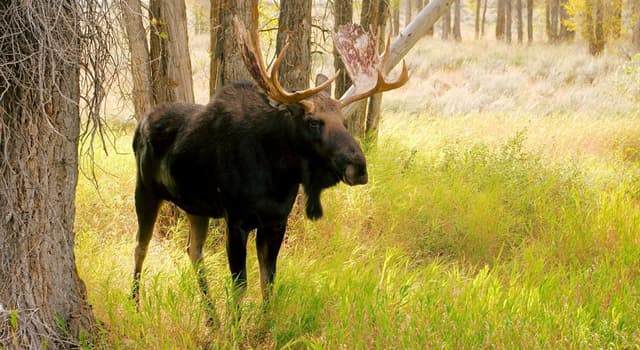 Natuur Trivia Vraag: Welke van deze feiten over elanden is onjuist?