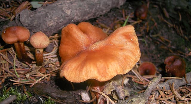 Natuur Trivia Vraag: Welke van deze paddenstoelen kun je niet eten?