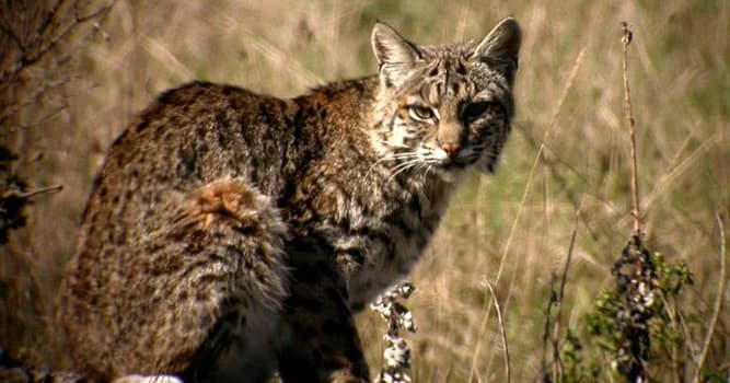 Nature Question: Le lynx roux est originaire de quel continent ?