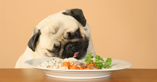 Nature Question: Lequel de ces aliments le chien peut-il consommer ?