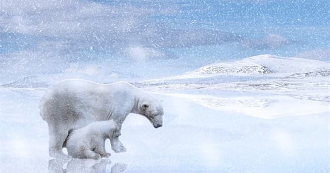 Nature Question: Pourquoi l'ours polaire ne chasse-t-il jamais les manchots ?