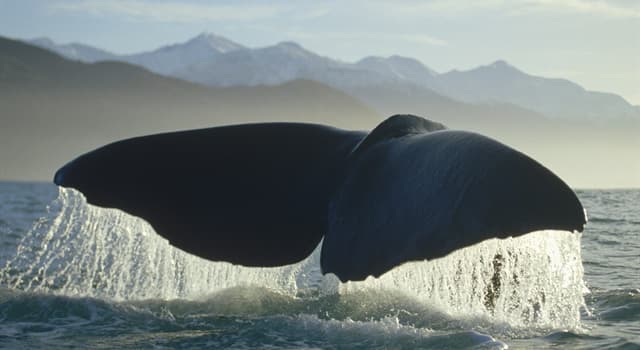 Natura Domande: Quale balena è la più grande delle balene dentate?