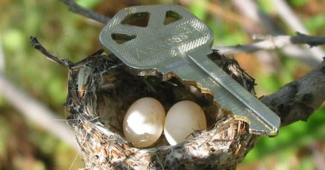 Naturaleza Pregunta Trivia: ¿Qué ave pone los huevos más pequeños según el libro Guinness de récords mundiales?