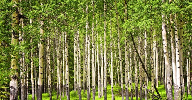 Natuur Trivia Vraag: Waarom zijn ratelpopulieren uniek?