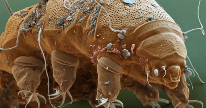 Сiencia Pregunta Trivia: ¿Qué son los microbios?