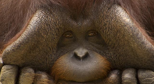 natura Pytanie-Ciekawostka: Czym są orangutany?