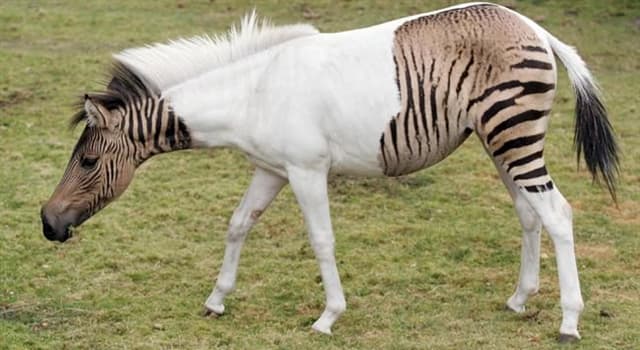 Nature Trivia Question: What is a crossbreed between a zebra stallion and a horse mare known as?