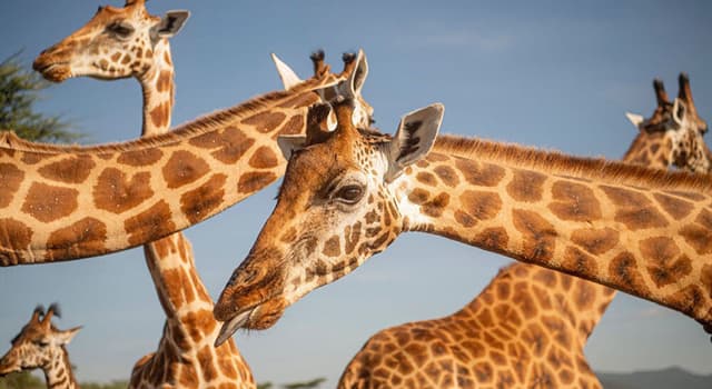 Natuur Trivia Vraag: Giraffen geven de voorkeur aan welk type voedselbron?