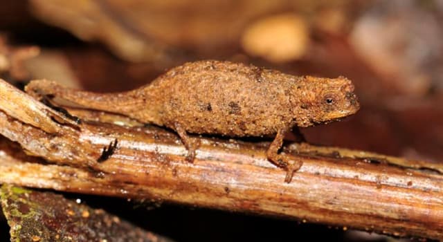 Natuur Trivia Vraag: Wat is de opvallende karakteristiek van de nieuw ontdekte kameleon 'Brookesia nana'?