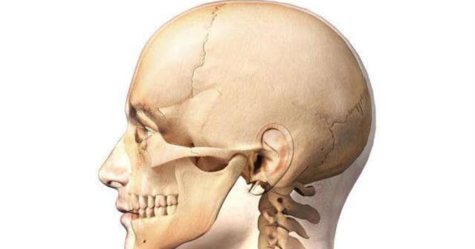 Science Trivia Question: Where would you find the papillae?