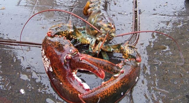 Nature Trivia Question: A lobster's blood becomes which color after being exposed to air?