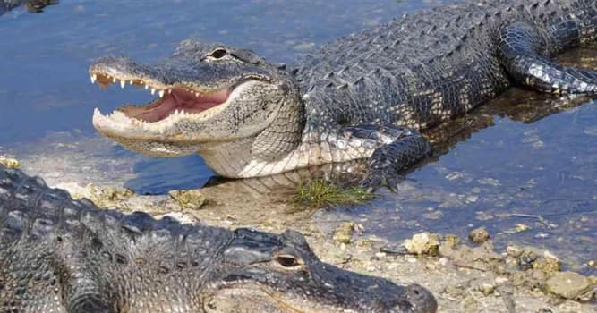 Natuur Trivia Vraag: Tot welke familie behoren Amerikaanse alligators?