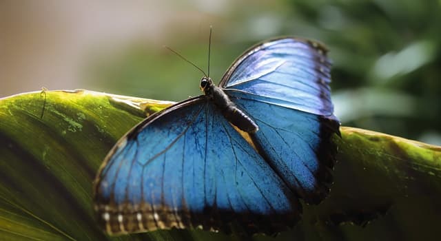 Nature Trivia Question: What do most butterflies feed on?