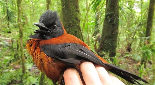 Природа Вопрос: Что имеется на коже и перьях птицы двуцветный питоху?