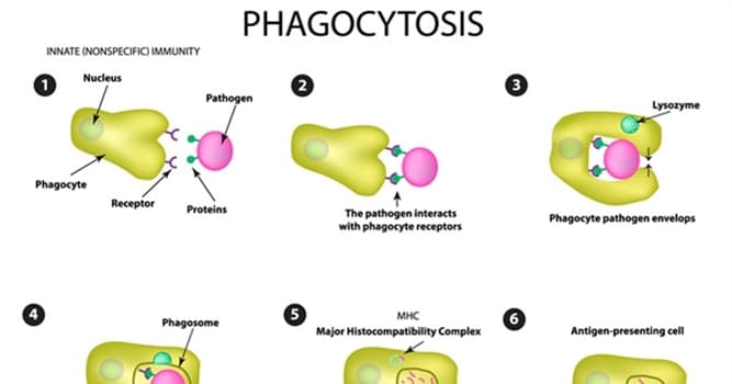 Сiencia Pregunta Trivia: ¿Cómo funciona la Fagocitosis?