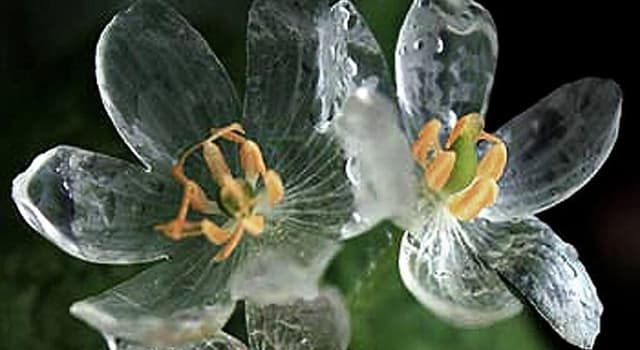 Nature Question: Quel autre nom porte la plante Diphylleia grayi ?