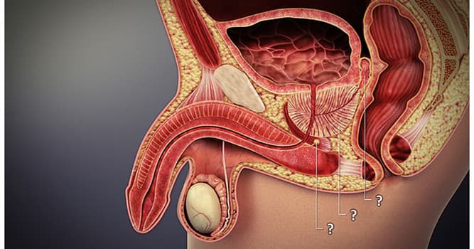 Сiencia Pregunta Trivia: ¿Cuál de estas glándulas no se encuentra en el aparato reproductor masculino?