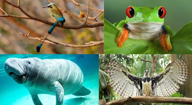 ¿Cuál es el animal nacional de El... | Las Preguntas Trivia