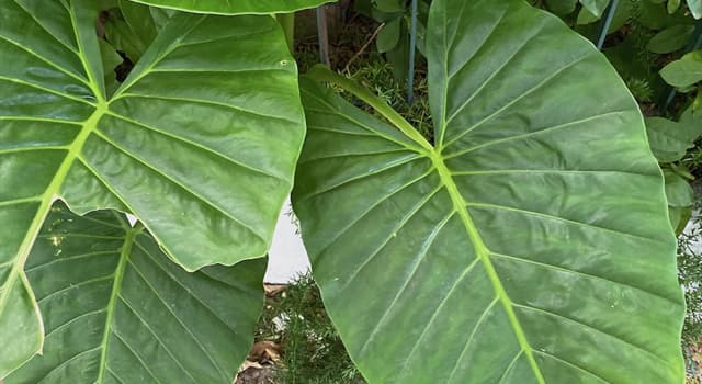 Naturaleza Pregunta Trivia: ¿Cuál es el nombre común con que se conoce a la planta Alocasia odora?