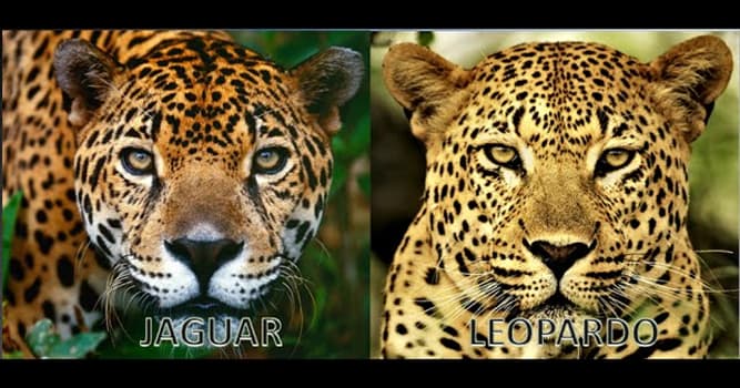 Naturaleza Pregunta Trivia: ¿Cuáles son las diferencias entre el jaguar y el leopardo?
