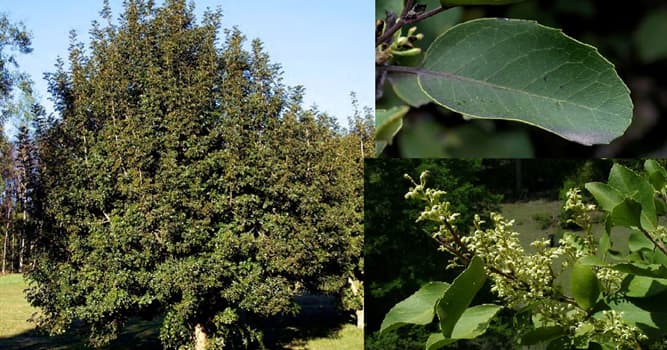Naturaleza Pregunta Trivia: ¿De qué países de América es originario el árbol llamado "radal" o también "nogal silvestre"(Lomatia hirsuta)?