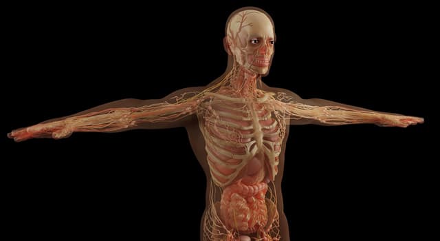 Wetenschap Trivia Vraag: Welke van deze organen in het menselijk lichaam ontgift diverse metabolieten?