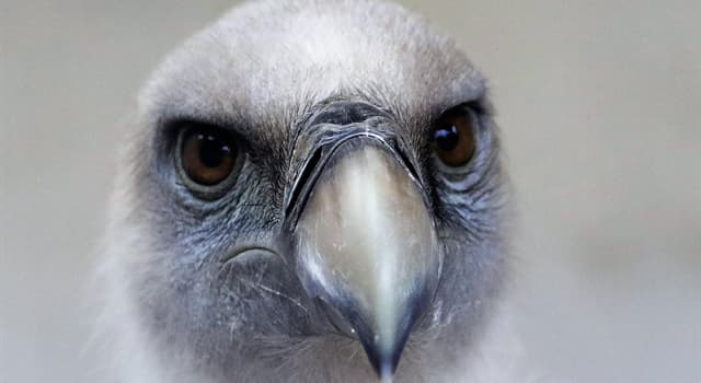 Cultuur Trivia Vraag: De griffioen is een legendarisch wezen met het lichaam van een leeuw en de kop van welke vogel?