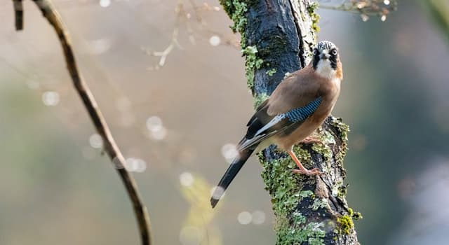 nauka Pytanie-Ciekawostka: Jak nazywa się nauka zajmująca się porostami?