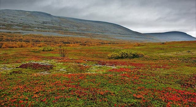 natura Pytanie-Ciekawostka: W którym biomie wzrost drzew jest utrudniony przez niskie temperatury i krótkie sezony wegetacyjne?