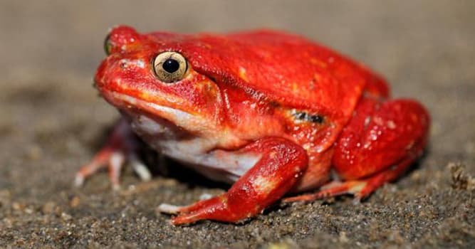 Natuur Trivia Vraag: Welke kikkersoort bestaat echt?