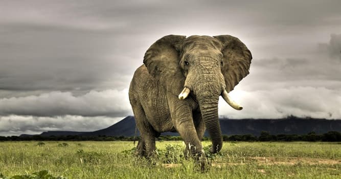 Natuur Trivia Vraag: Welk uitgestorven dier is nauw verwant aan de olifant?