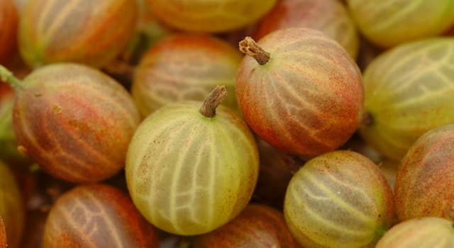 Natuur Trivia Vraag: De bessen van welke plant worden op de foto getoond?