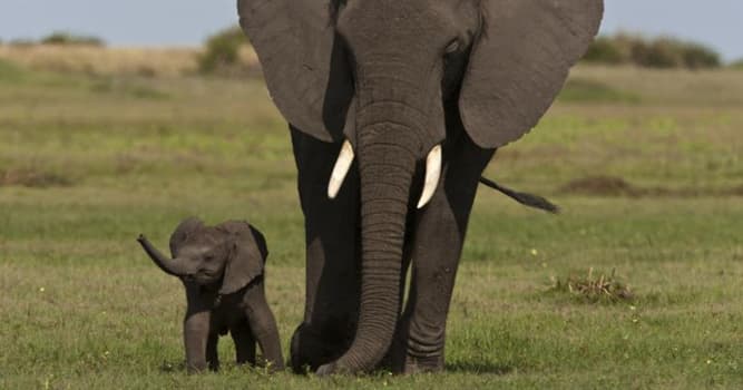 Géographie Question: Pourquoi les éléphants d'Afrique ont des oreilles si grandes ?