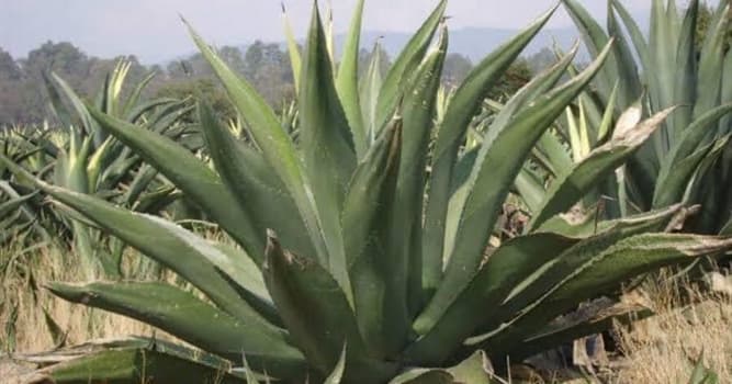 Cultura Pregunta Trivia: ¿Qué tipo de agave es usado para extraer la bebida tradicional mexicana llamada pulque?