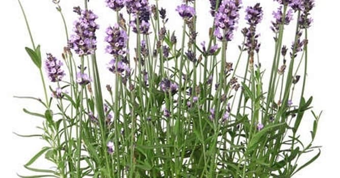 natura Pytanie-Ciekawostka: Jaka to pachnąca roślina o fioletowych kwiatach używana w perfumerii?