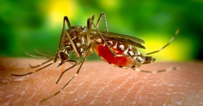Science Question: Quelle fièvre est transmise par divers moustiques ?