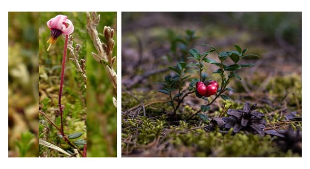 natura Pytanie-Ciekawostka: Od którego ptaka pochodzi nazwa żurawiny?