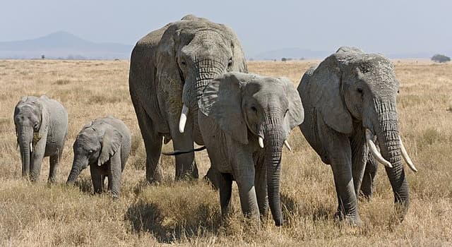 Doğa Trivia Sorusu: Bir Filin Normalde Hangi Renk Derisi Vardır?