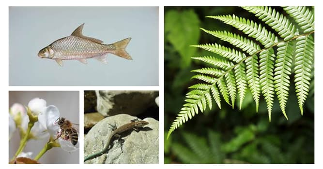 Natuur Trivia Vraag: Welke van deze plant zich voort door sporen te produceren?