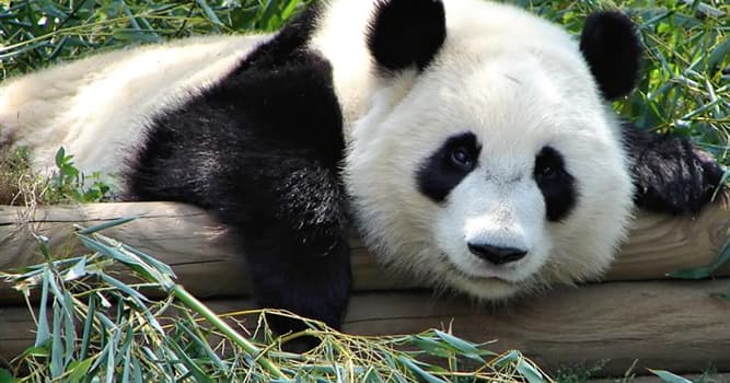 Nature Trivia Question: What grass is the favorite food of pandas?