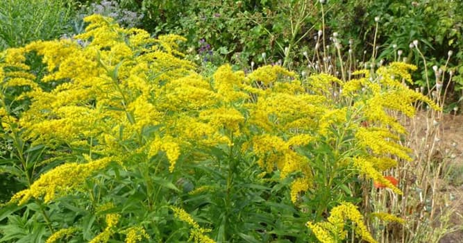 Nature Trivia Question: What is the common name of the flower, scientifically called Solidago, pictured below?