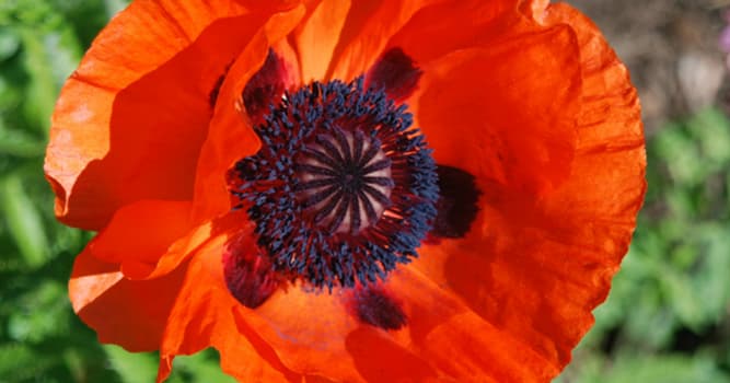 Science Trivia Question: Which 2 drugs are "natural" (non-synthesized) products of the poppy flower pod?