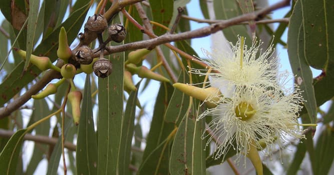 Nature Trivia Question: Which animal can survive eating only eucalyptus leaves?