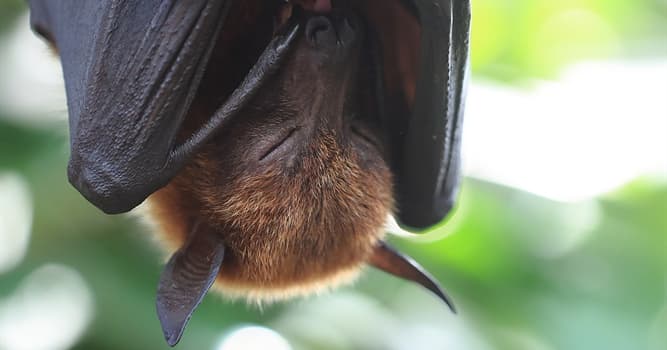 Natuur Trivia Vraag: Welk dier staat op de foto?