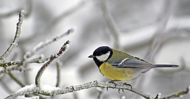 Which Bird Breeds In Winter Trivia Questions Quizzclub