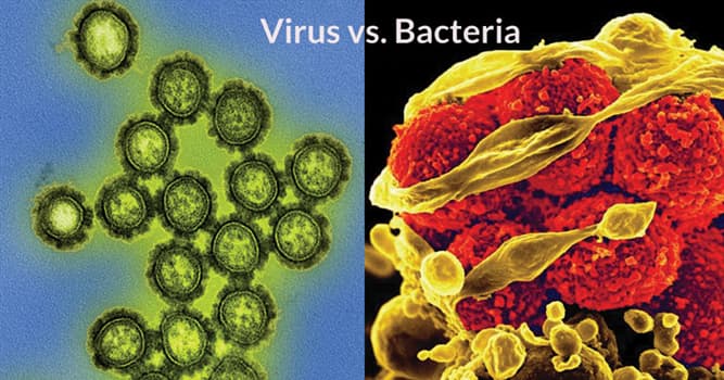 Science Trivia Question: Which of these words is used to classify bacteria and viruses?
