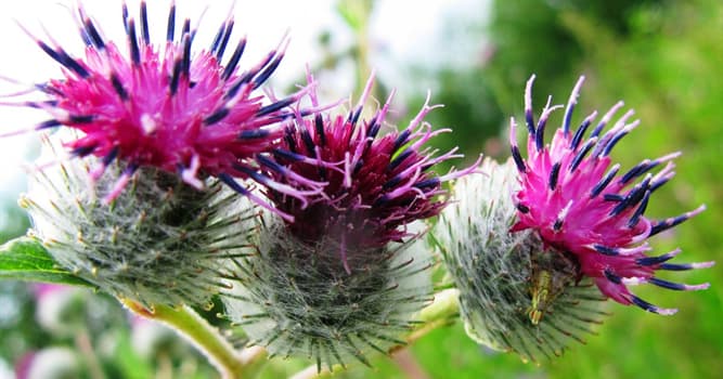 natura Pytanie-Ciekawostka: Pod jaką nazwą jest lepiej znany Arctium lappa?